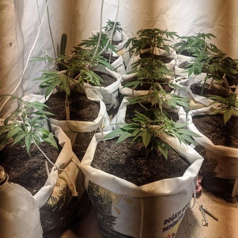 Öncü growlog timeline photo