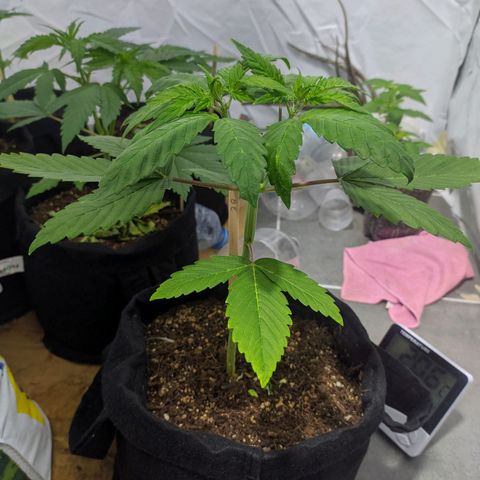 Öncü growlog timeline photo