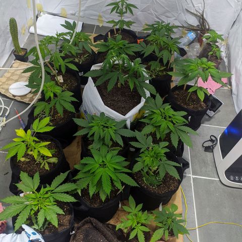 Öncü growlog timeline photo