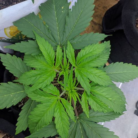 Öncü growlog timeline photo