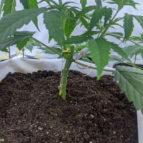 Öncü growlog timeline photo