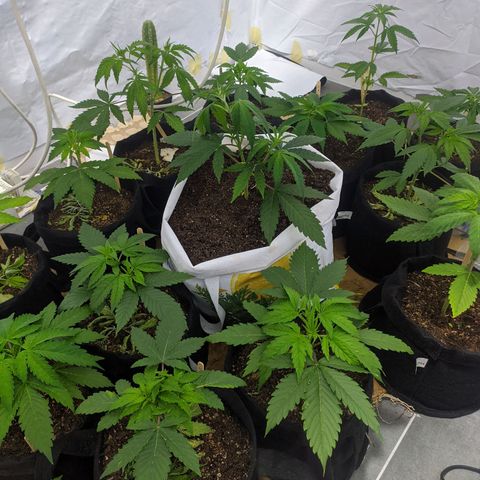 Öncü growlog timeline photo