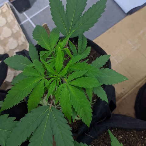 Öncü growlog timeline photo