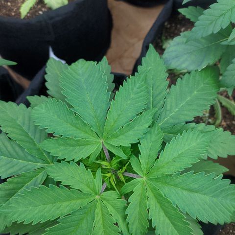 Öncü growlog timeline photo