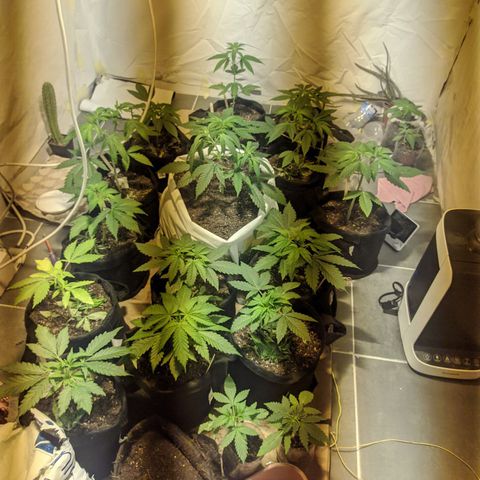 Öncü growlog timeline photo