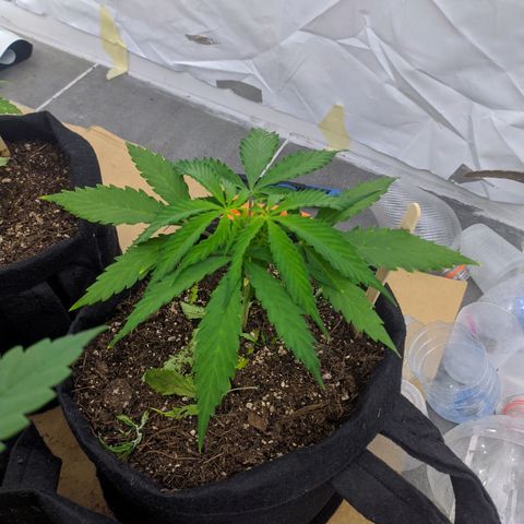 Öncü growlog timeline photo