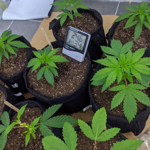 Öncü growlog timeline photo