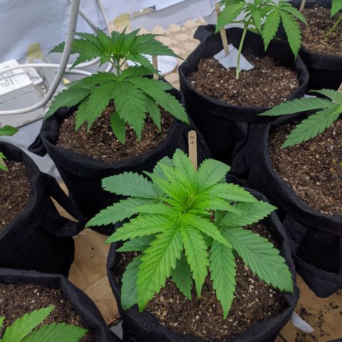 Öncü growlog timeline photo
