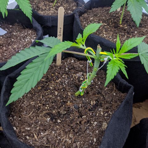 Öncü growlog timeline photo