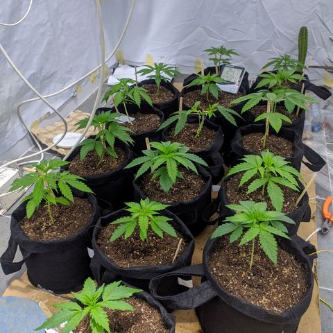 Öncü growlog timeline photo
