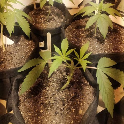 Öncü growlog timeline photo