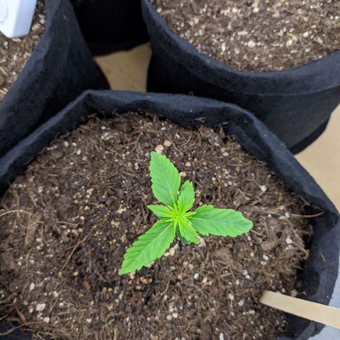 Öncü growlog timeline photo