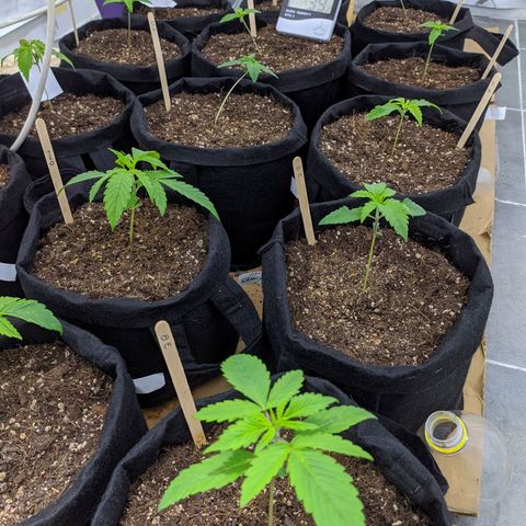 Öncü growlog timeline photo