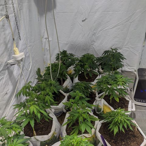Öncü growlog timeline photo