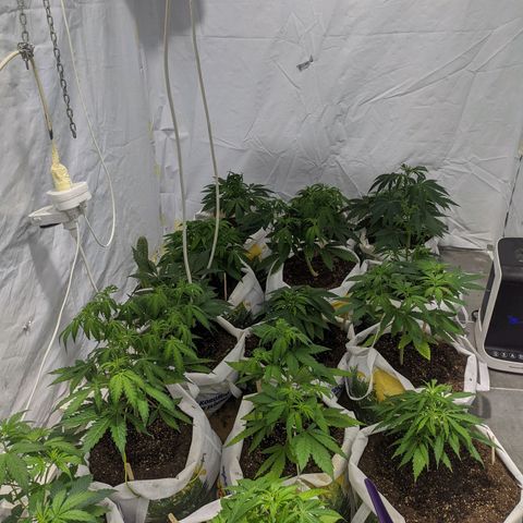 Öncü growlog timeline photo