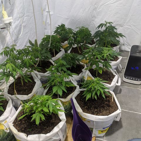 Öncü growlog timeline photo