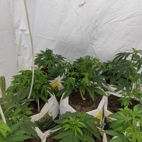 Öncü growlog timeline photo