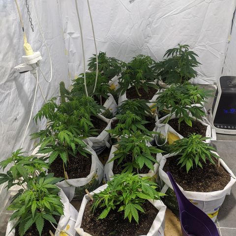 Öncü growlog timeline photo
