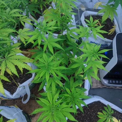 Öncü growlog timeline photo