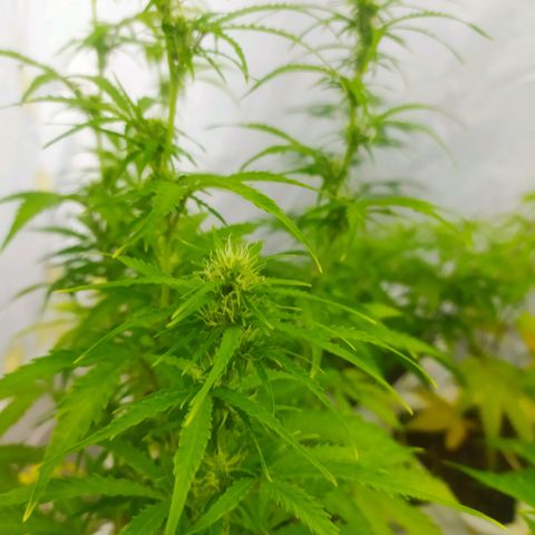 Öncü growlog timeline photo