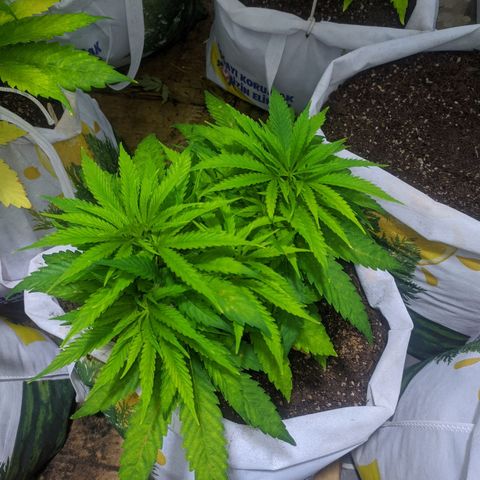 Öncü growlog timeline photo