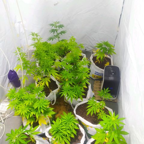 Öncü growlog timeline photo