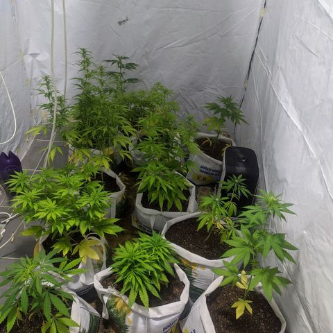 Öncü growlog timeline photo