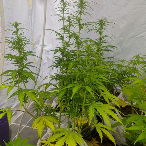 Öncü growlog timeline photo