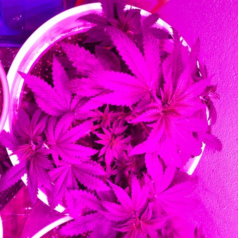 Tangie  growlog timeline photo