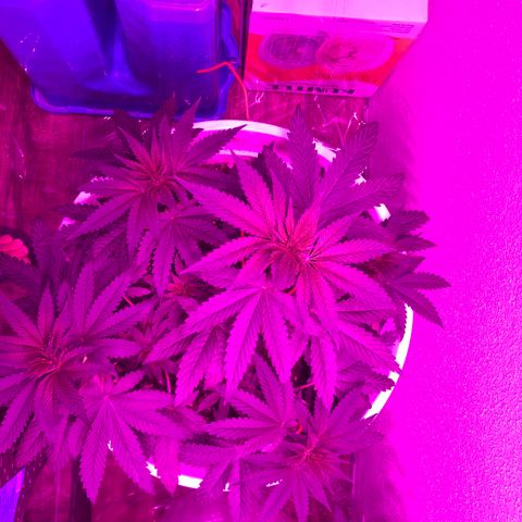 Tangie  growlog photo: Did nothing %43