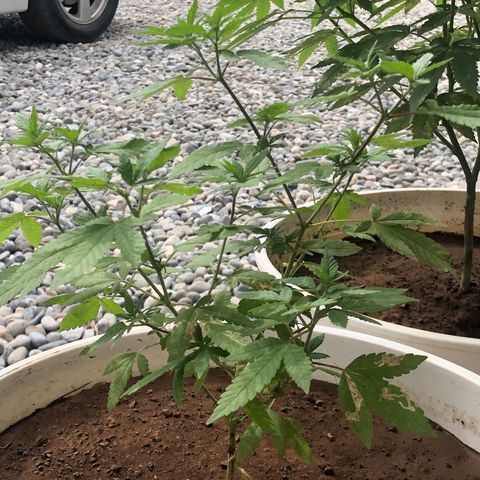 Suat’ın Tohum growlog timeline photo