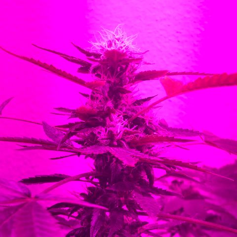 Suat’ın Tohum growlog timeline photo