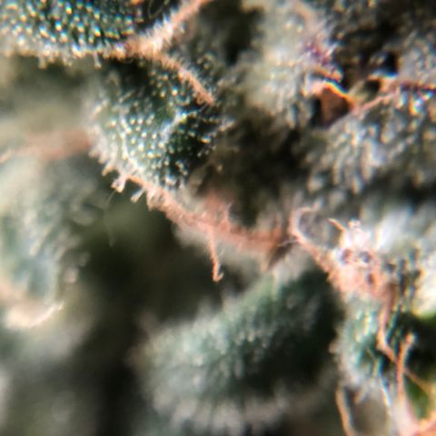 Suat’ın Tohum growlog photo: Karanlığa geçiş