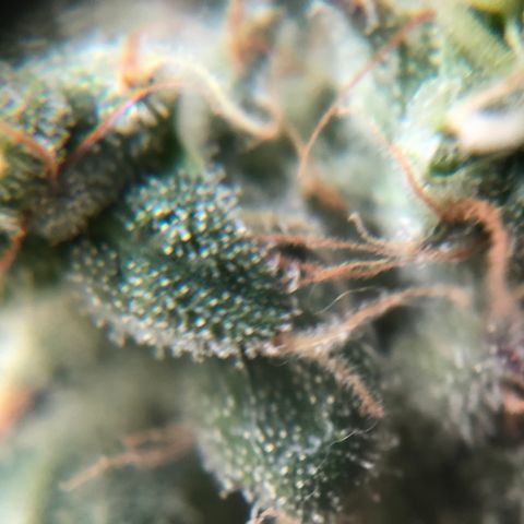 Suat’ın Tohum growlog photo: Karanlığa geçiş