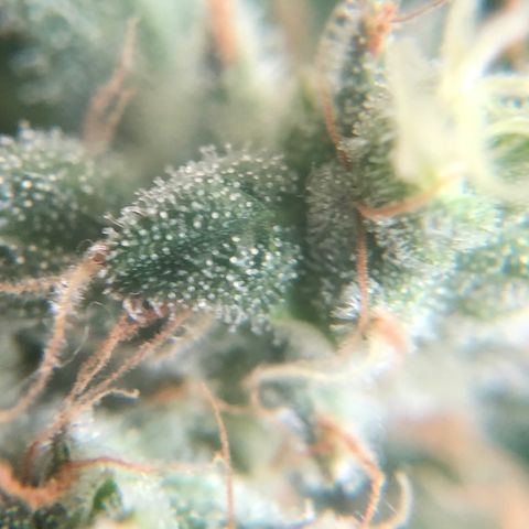 Suat’ın Tohum growlog photo: Karanlığa geçiş