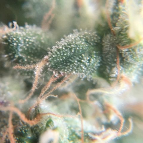 Suat’ın Tohum growlog photo: Karanlığa geçiş