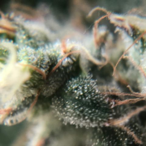 Suat’ın Tohum growlog photo: Karanlığa geçiş