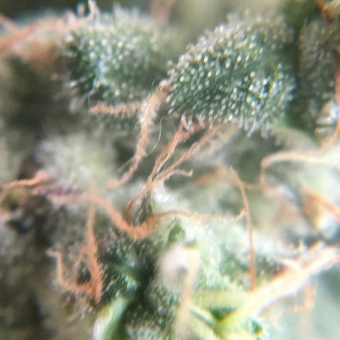Suat’ın Tohum growlog photo: Karanlığa geçiş
