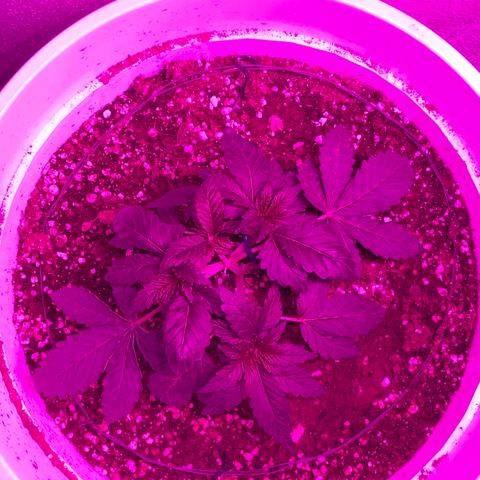Tangie  growlog photo: main laining