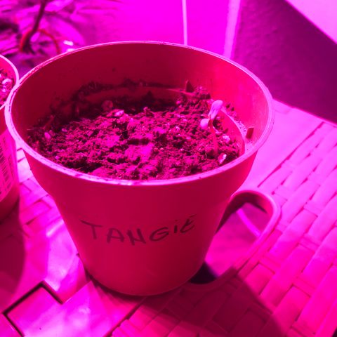 Tangie 2 growlog timeline photo