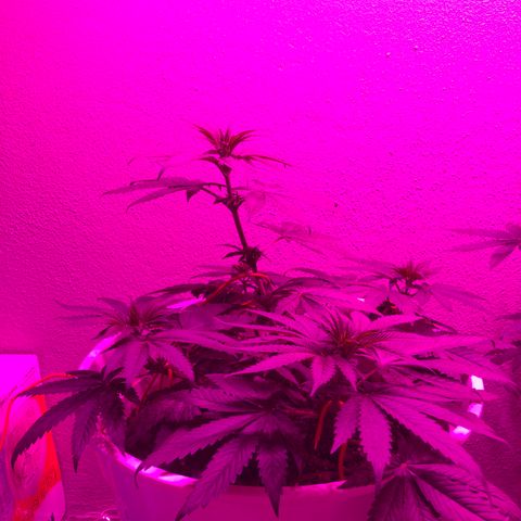 Tangie  growlog timeline photo