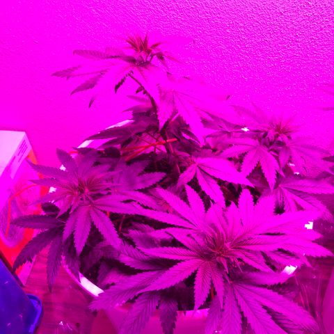 Tangie  growlog timeline photo