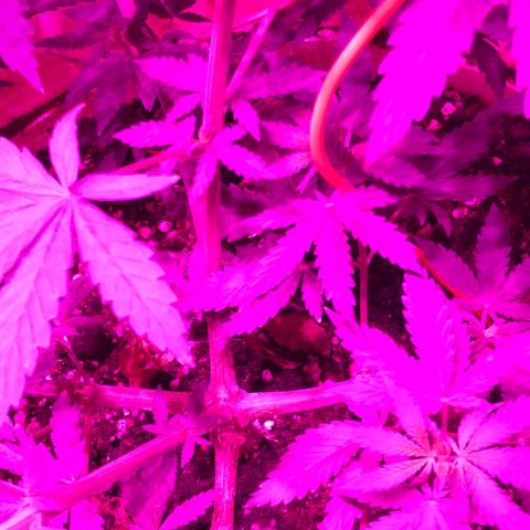 Mango Skunk growlog timeline photo