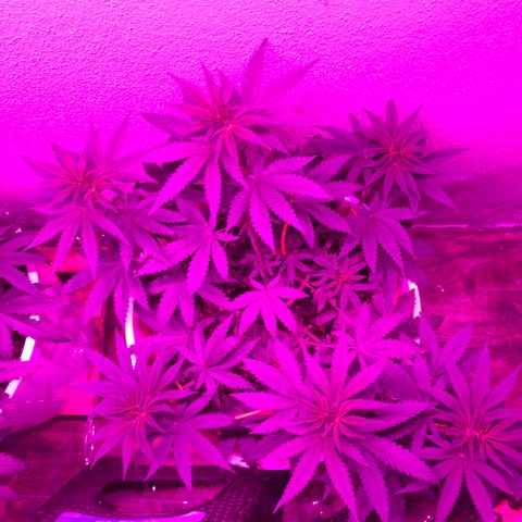 Mango Skunk growlog timeline photo