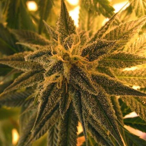 Mango Skunk growlog timeline photo