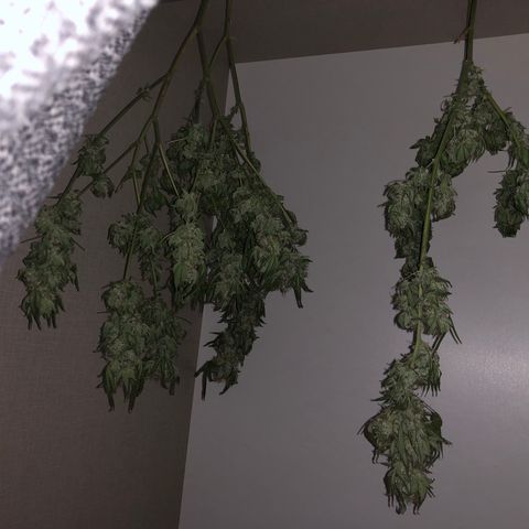 Suat’ın Tohum growlog photo: 2nd day of dry
