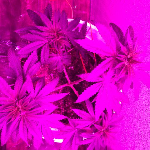 Tangie  growlog photo: Dipler temizlendi