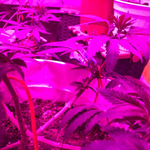 Tangie  growlog photo: Dipler temizlendi