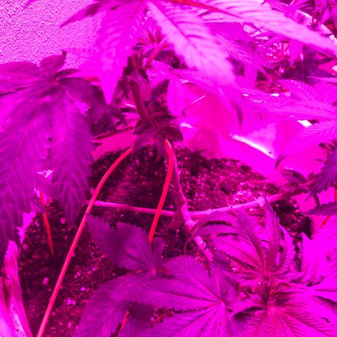 Tangie  growlog photo: Dipler temizlendi
