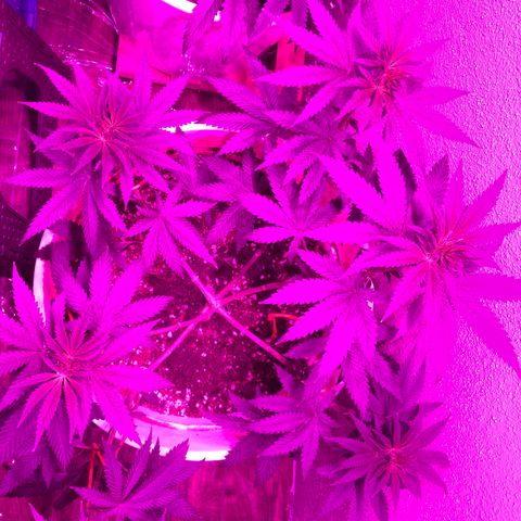 Mango Skunk growlog photo: dipler temizlendi bitkinim tepkisini merak ediyorum. budamayı 1 hafta geç yaptım